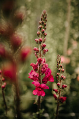 Flowers from the garden and farm
