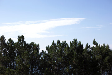 Green leaves and blue sky with sunlight in summer season