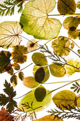 Nature's Delicate Artwork Showcasing a Vibrant Collection of Pressed Leaves in Various Shapes, Sizes, and Colors Under Soft Light in an Artistic Display of Botanical Beauty.