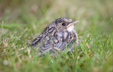 Spotted flycatcher fledgling bird on a garden lawn, UK