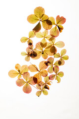 Colorful Pressed Leaves Creating a Beautiful Abstract Pattern Against a Clean White Background Showcasing Nature's Delicate Artistry.