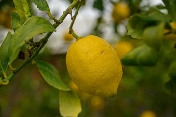 Lemons hanging on branches under a bright sky in a sunny orchard