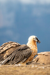 Bearded vulture (Gypaetus barbatus) photographed in Spain