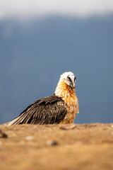 Bearded vulture (Gypaetus barbatus) photographed in Spain