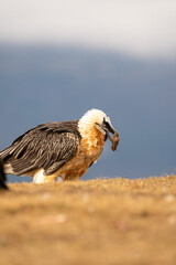 Bearded vulture (Gypaetus barbatus) photographed in Spain