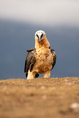 Bearded vulture (Gypaetus barbatus) photographed in Spain
