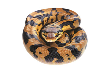 Obraz premium Coiled yellow and black patterned snake, isolated on white transparent background, reptiles or wildlife, symbolizing Chinese Lunar New year