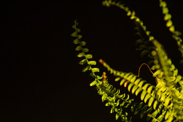 A beautiful home fern bathed in the warm, golden light of a sunset. The soft, ambient light highlights the delicate leaves and vibrant green color, creating a peaceful and serene atmosphere