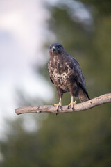 Common buzzard (Buteo buteo) photographed in Spain