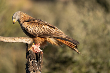 Red Kite (Milvus milvus) photographed in Spain