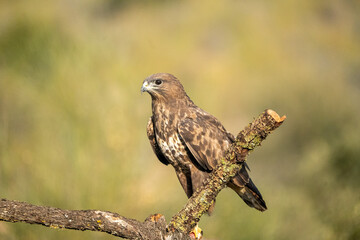 Common buzzard (Buteo buteo) photographed in Spain