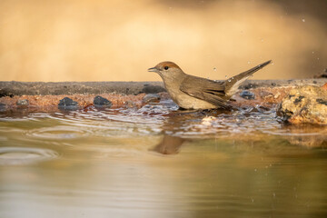 Blackcap (Sylvia atricapilla) photographed in Spain
