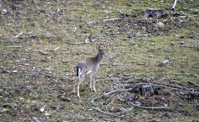 Fallow deer (Dama dama) photographed in Spain © AngelEnrique