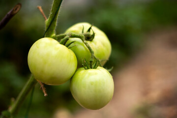 Tomato plants in greenhouse Green tomatoes plantation