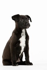 An Adorable Black Puppy Featuring a Cute White Spot on Its Chest that Captivates Hearts