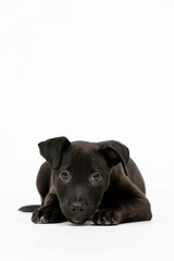 An Adorable Black Puppy is Lying Down Comfortably on a White Background That Attracts Attention