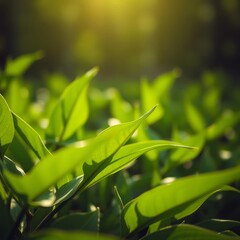 Fototapeta premium Nature of green leaf in garden at summer natural green leaves plants using as spring background cover page greenery environment ecology wallpaper Bokeh light lights background bokeh abstract lig