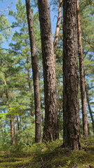 Pnie sosnowe w lesie © Stefan