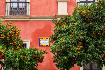 Orange Trees against a Red Wall in the old town of Seville, Andalusia, Spain