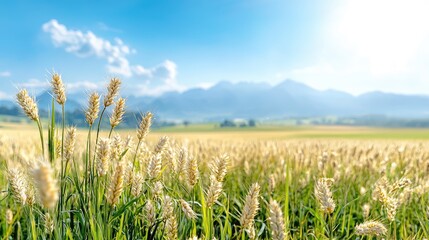 Wheat field, mountain backdrop, sunny day, agriculture