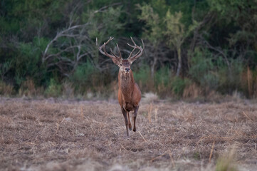 Red deer, Male roaring in La Pampa, Argentina, Parque Luro, Nature Reserve