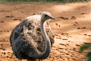 ostrich in the sand