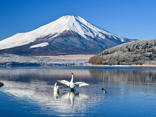 山中湖から富士山と白鳥