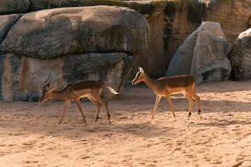 a pair of antelopes