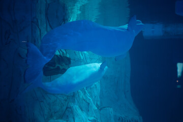 belugas