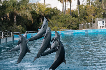 dolphin jumping out of water