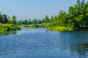 lake in summer forest with green three 