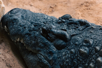 close up of crocodile head