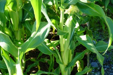 Obraz premium Corn plants in a sunny garden.