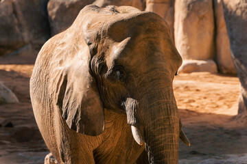 close up of an elephant
