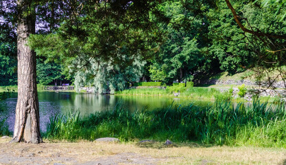lake in summer forest with green three 