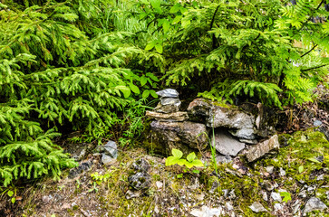 stone cliffs in a coniferous forest in summer on a sunny day