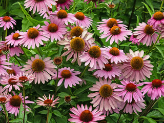 Blick auf ein Blumenbeet mit einer Vielzahl an Blütenständen des Purpur-Sonnenhuts, Echinacea purpurea