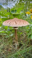 A tall parasol mushroom stands amid green foliage, showcasing its intricate, textured cap. The earthy tones and delicate ring highlight nature&rsquo;s artistry in a quiet woodland setting.
