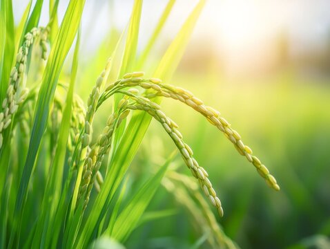 Close-up of rice plants in a field. Featuring green stalks and developing grains. Highlighting growth and agriculture. Ideal for farming and nature content.