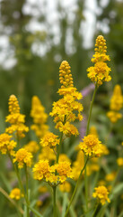 Obraz premium Canadian goldenrod, .Solidago canadensis yellow flowers selective focus, pop art. with white shades