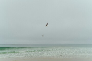 seagulls flying over the sea