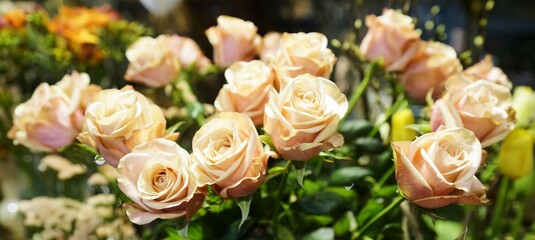 Light orange roses close up