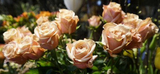 Light orange roses close up