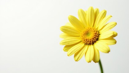Naklejka premium Delicate chamomile flower, vibrant yellow petals, white background, soft, natural, fresh