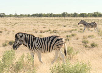 zebras in the savannah