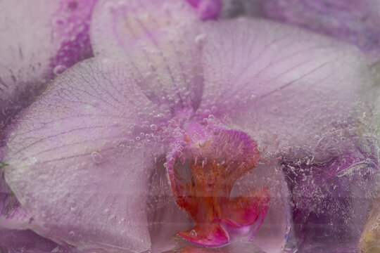 wallpaper with abstract pink orchid flower macro frozen in ice water