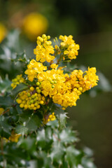 Close up of Oregon grape (berberis aquiifolioum) flowers in bloom