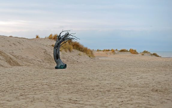 KOKSIJDE, BELGIUM &ndash; FEBRUARY 8, 2025: Bronze artwork Windswept by Els Dietvorst on the beach near the dunes, an element of the Beaufort art project