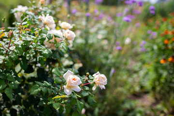 Close up of white Crocus rose blooming in summer garden. Pollinators flying by flowering shrub. English cottage garden