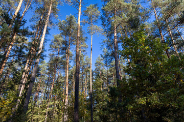 Obraz premium pine forest with tall trees in sunny autumn weather